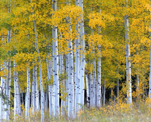 Strand o fAspen Trees - Autumn in Colorado