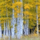 Strand o fAspen Trees - Autumn in Colorado