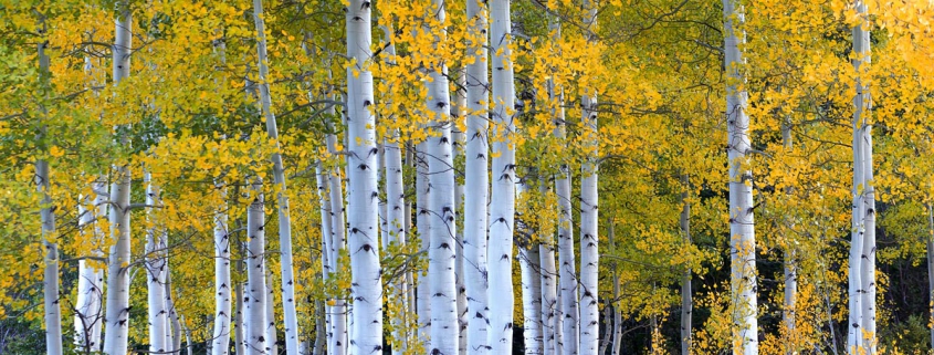 Strand o fAspen Trees - Autumn in Colorado
