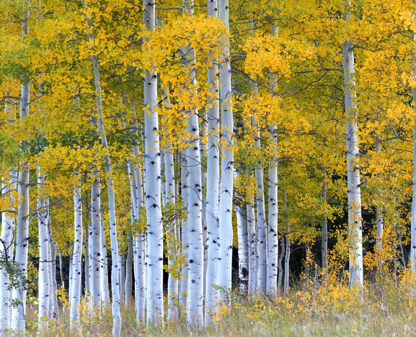 Strand o fAspen Trees - Autumn in Colorado