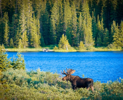 Moose on Lake Isabelle